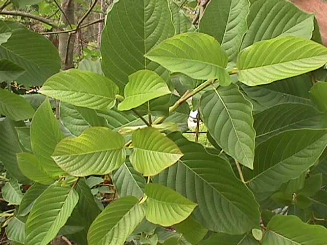 Photo of kratom plant